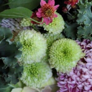 Chrysanthemum 'Feeling Green'