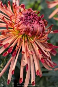 Chrysanthemum - 'Judith Baker'