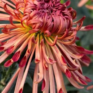 Chrysanthemum - 'Judith Baker'