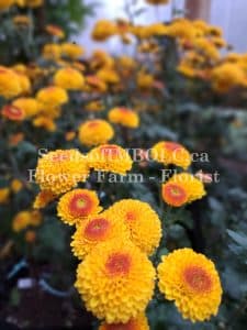 Chrysanthemum 'Kelvin Tattoo'