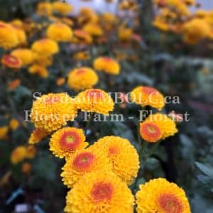 Chrysanthemum 'Kelvin Tattoo'