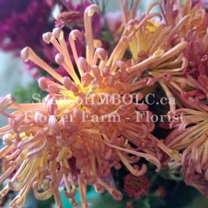 Chrysanthemum 'Lava'