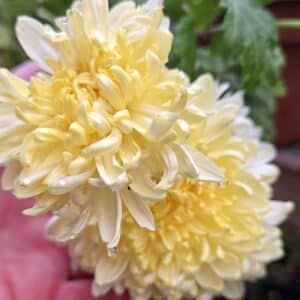 Chrysanthemum 'Magnum Yellow'