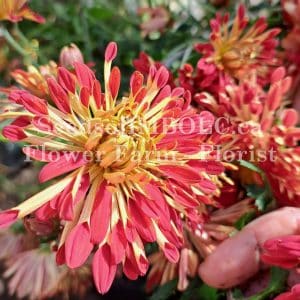 Chrysanthemum 'Peach Embee Wedding'