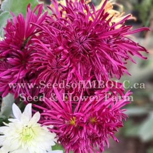 Chrysanthemum - 'Pittsburgh Purple'