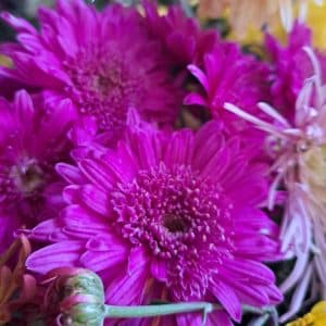 Chrysanthemum 'Purple Light'