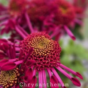 Chrysanthemum 'Purple Springs'