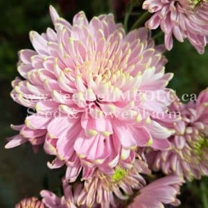 Chrysanthemum -'Rossano Charlotte'