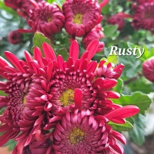 Chrysanthemum 'Rusty'