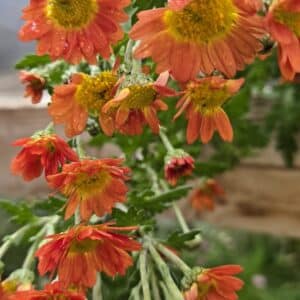 Chrysanthemum 'Sabine Bronze'