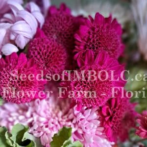 Chrysanthemum 'Shock'