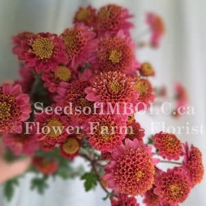 Chrysanthemum 'Violet Anemone'