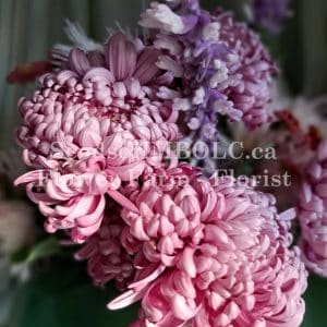 Chrysanthemum - 'William Florentine'