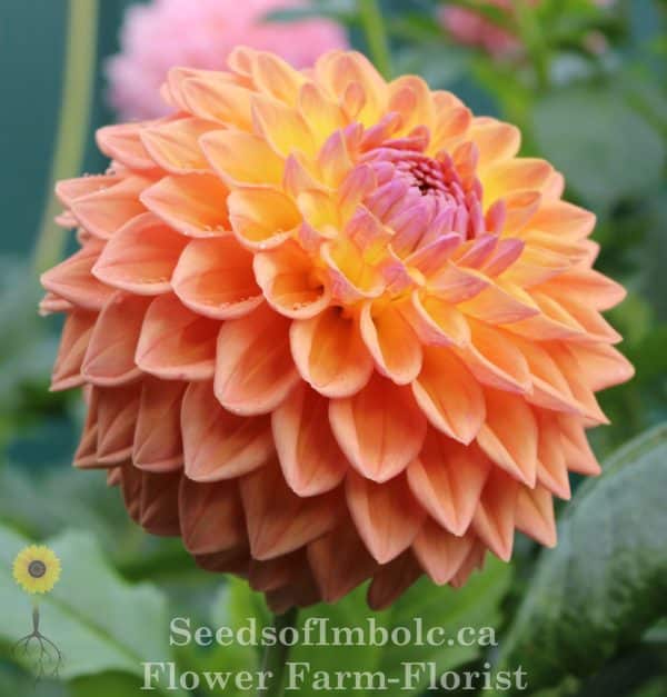 Dahlia 'Dikara Jodie' - Image 3