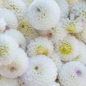 Dahlia 'Andrea Lawson'