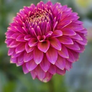 Dahlia 'Bloomquist Mojo'