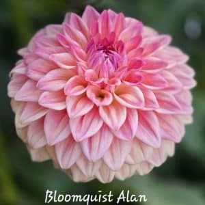 Dahlia 'Bloomquist Alan'
