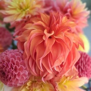 Dahlia 'Bloomquist Jean'