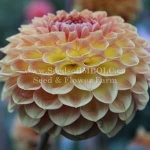 Dahlia 'Blyton Softer Gleam'