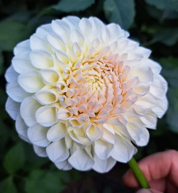 Dahlia 'Boom Boom White' 5 pack - Image 3