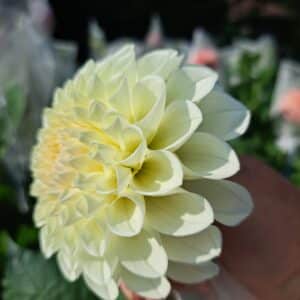 Dahlia 'Boom Boom White' 5 pack