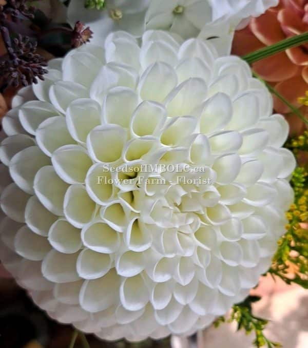 Dahlia 'Boom Boom White' 5 pack - Image 4