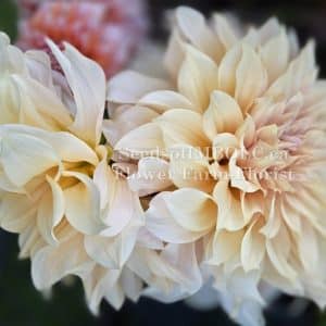 Dahlia 'Cafe au Lait'
