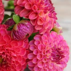 Dahlia 'Caitlyns Joy'