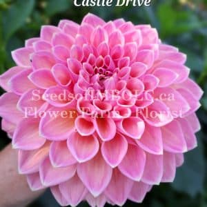 Dahlia 'Castle Drive'