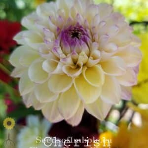 Dahlia 'Cherish'