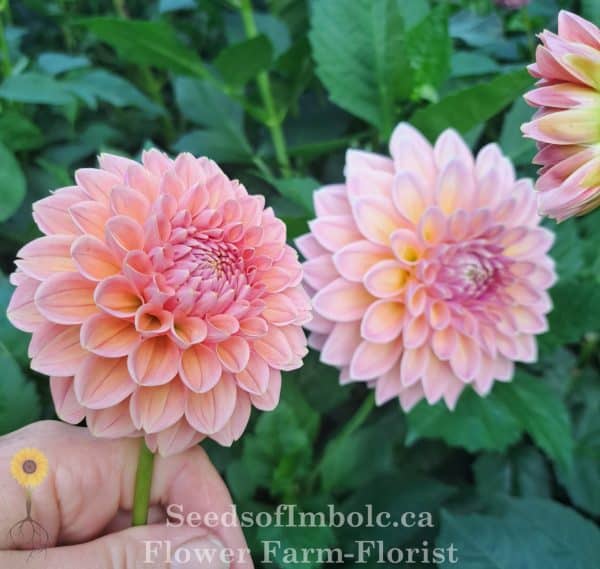 Dahlia 'Coralie' - Image 3