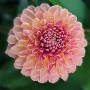 Dahlia 'CT Bounty'