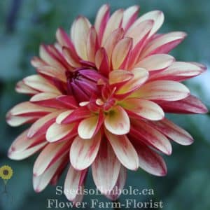 Dahlia 'Crazy Legs'