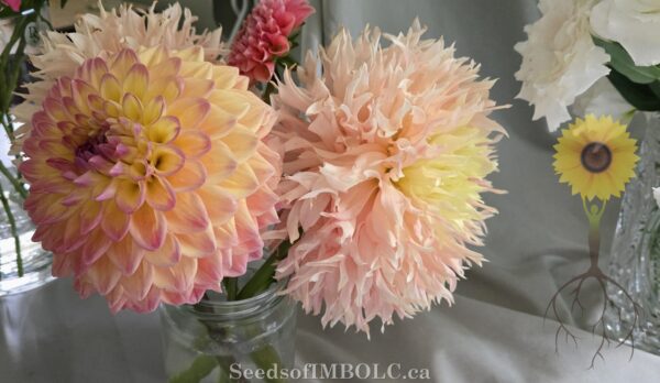 Dahlia 'Hapet Champagne' - Image 3