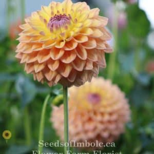 Dahlia 'Dikara Jodie'