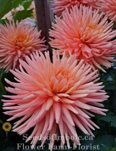 Dahlia 'Embrace'