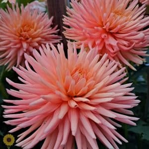 Dahlia 'Embrace'