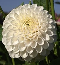 Dahlia 'Ferncliff Pearl'