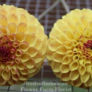 Dahlia 'Ferncliff Spice'