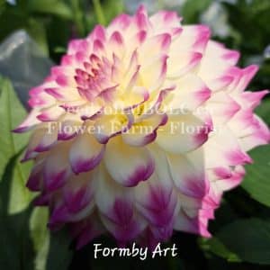 Dahlia 'Formby Art'