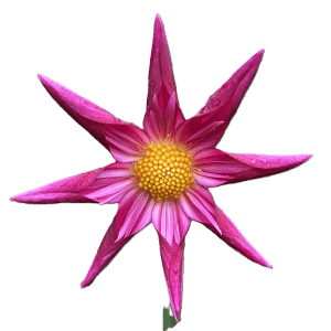 Dahlia 'Fundy Esther'