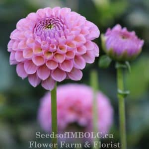 Dahlia 'Hamari Rose'