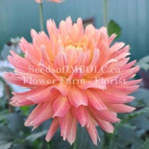 Dahlia 'HarmElle Embers' New Release