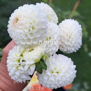 Dahlia 'Hollyhill Miss White'