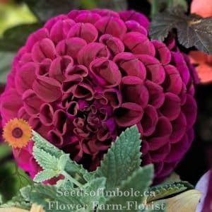 Dahlia 'Hollyhill Regal'