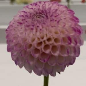 Dahlia 'Irish Miss'