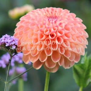 Dahlia 'Jowey Paula'