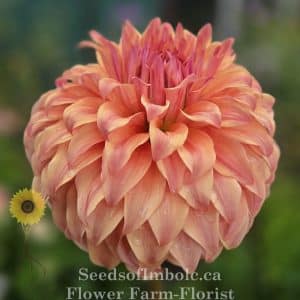 Dahlia 'JS Jenny'