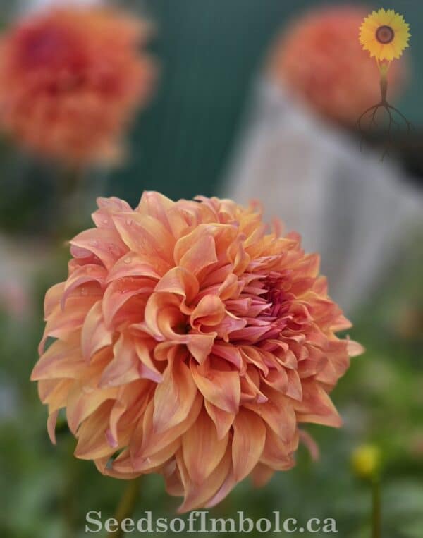 Dahlia 'JS Jenny' - Image 3