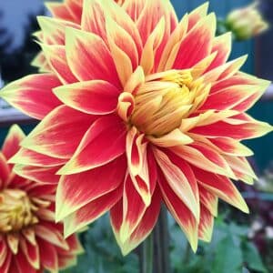 Dahlia 'Ketchup & Mustard'